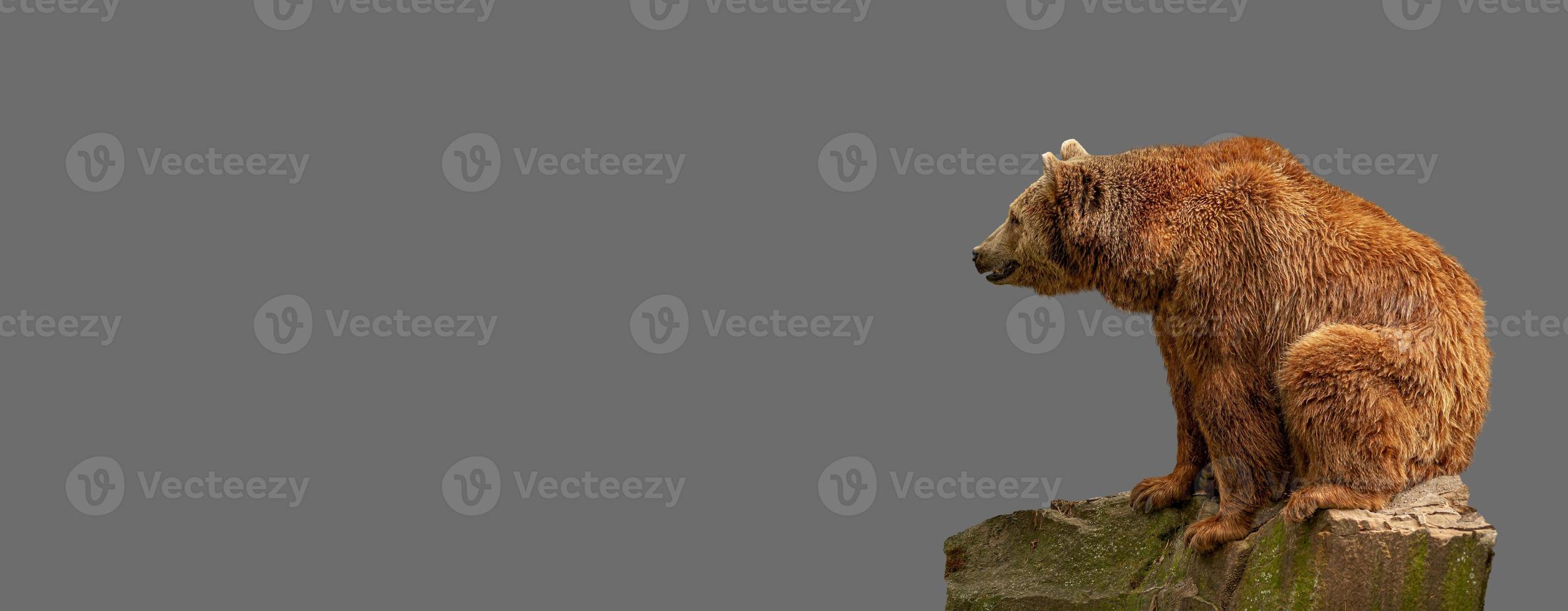 pancarta con gran oso pardo solitario sentado en una roca en un fondo gris sólido con espacio para copiar texto, concepto de biodiversidad de vida silvestre, bienestar animal, sostenibilidad y conservación. foto