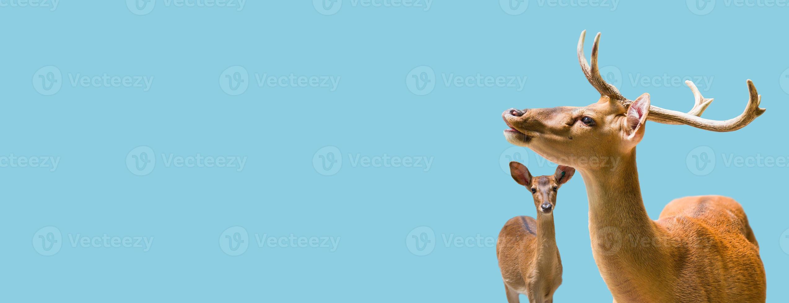 Banner with a graceful deer and fawn at blue sky solid background with copy space, details, closeup. Concept wildlife conservation and parenting. photo