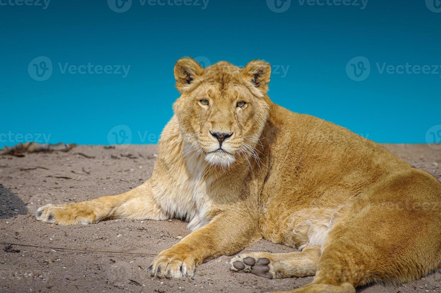 Big adult lion is posing directly to the camera at gradient deep blue sky background closeup, details. photo