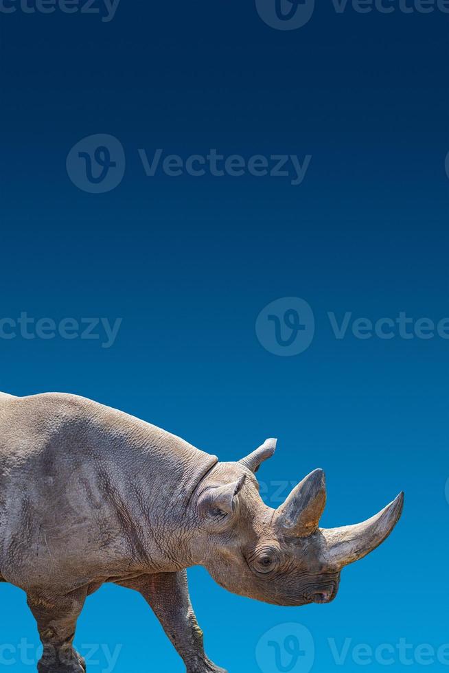 Portada con retrato de un enorme rinoceronte africano con un cuerno grande en el fondo degradado azul también conocido como cielo azul en África con espacio para copiar texto foto