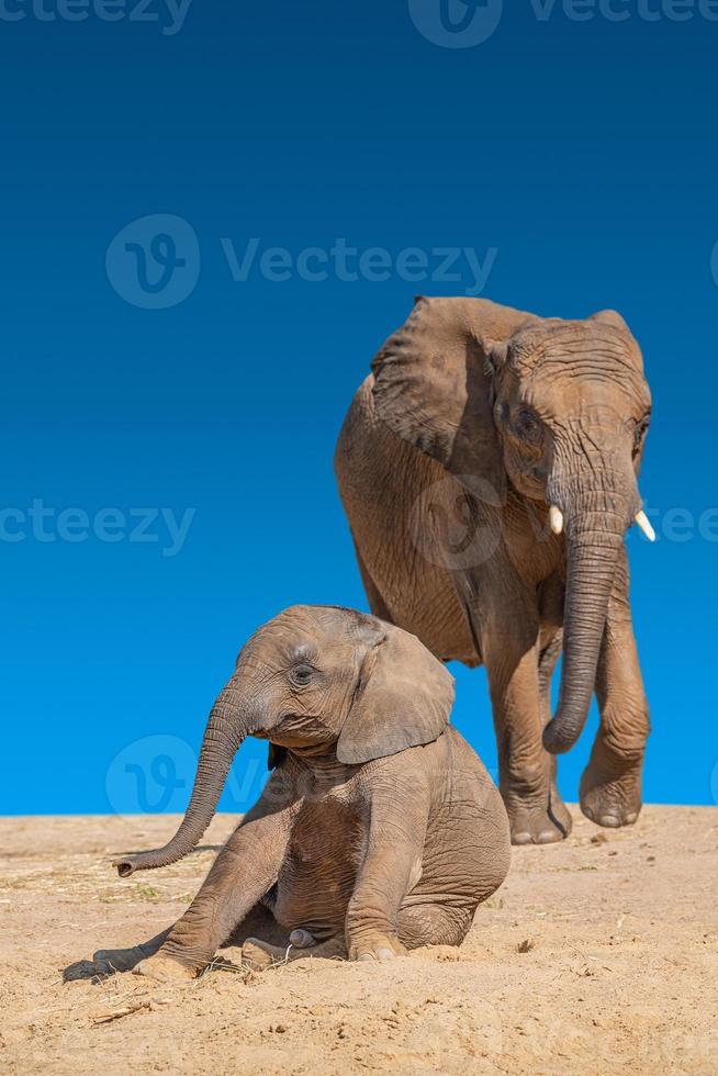 La enorme y poderosa madre de elefante africano con colmillos corre hacia su bebé en busca de protección con un cielo limpio azul oscuro y una sabana amarilla vacía con espacio para copiar texto, primer plano, detalles ... foto