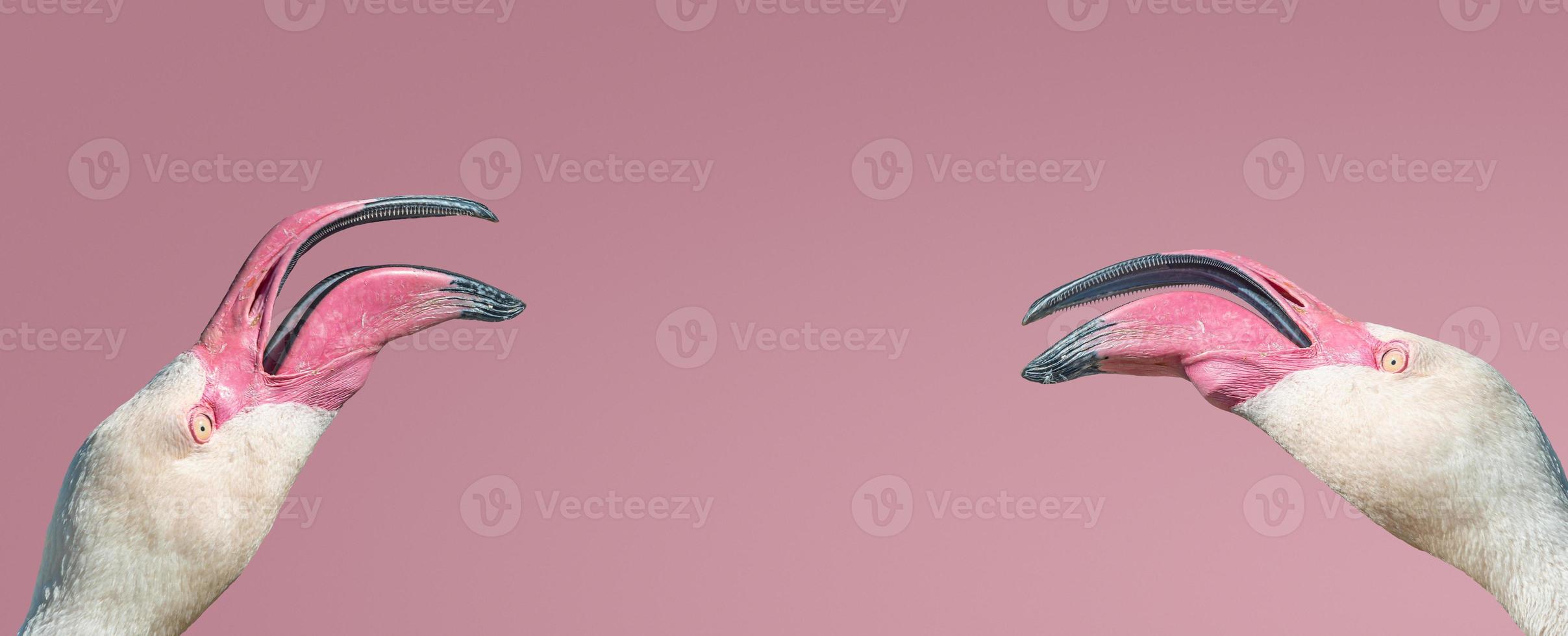 Banner with two rosy flamingos emotionally argue with each other isolated at smooth light pink or rosy background with copy space for text, closeup, details. Love and glamour concept photo