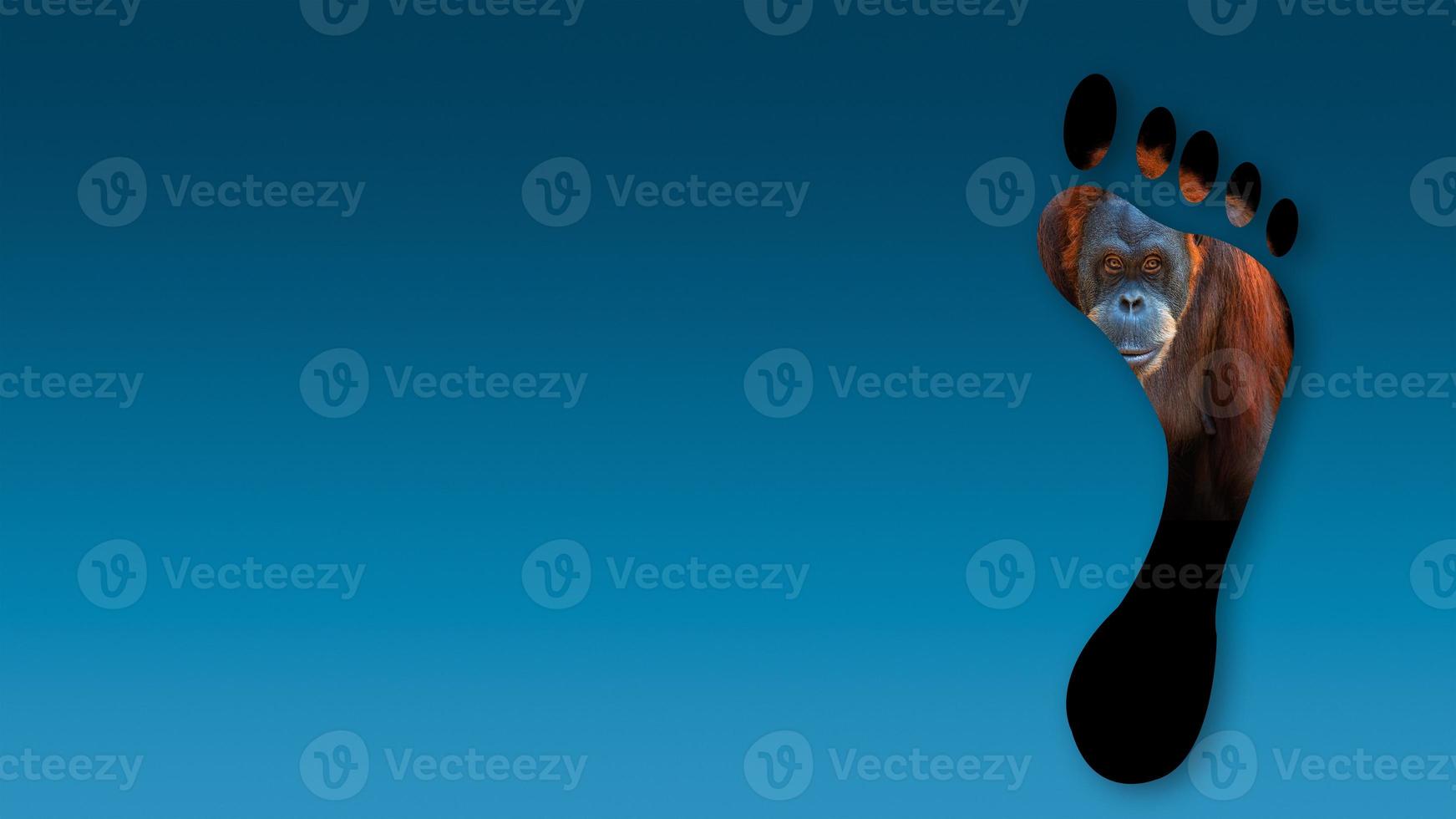 Banner with portrait of wildlife, orangutan from Borneo and Sumatra at blue gradient background with a human footprint above it, copy space, closeup photo