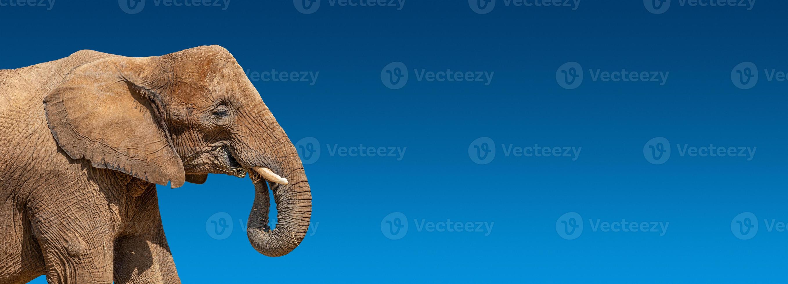 Banner with portrait of huge and powerful African elephant with tusks at dark blue gradient background with copy space for text, closeup, details.. photo