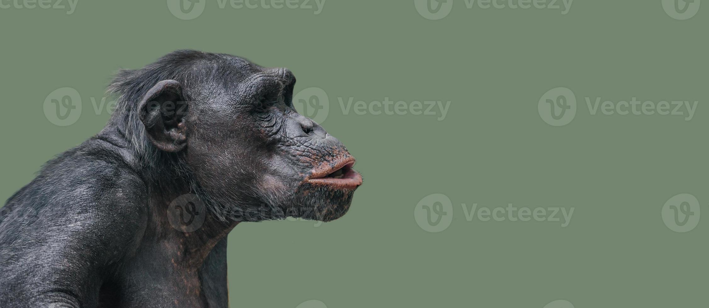 Retrato de chimpancé curioso sorprendido en el fondo uniforme liso foto