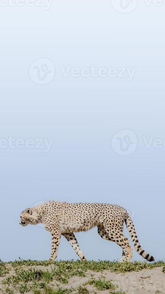 Portrait of strong and fast African cheetah on move for prey, close up, young adults, paste space photo