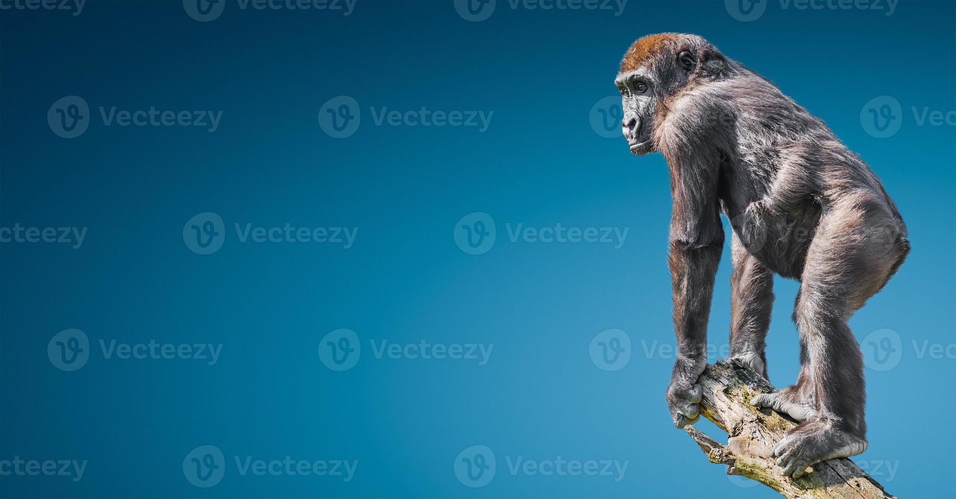 Retrato de un gorila africano macho alfa muy poderoso en un árbol para ver en fondo azul degradado con espacio para copiar texto, detalles, primer plano foto