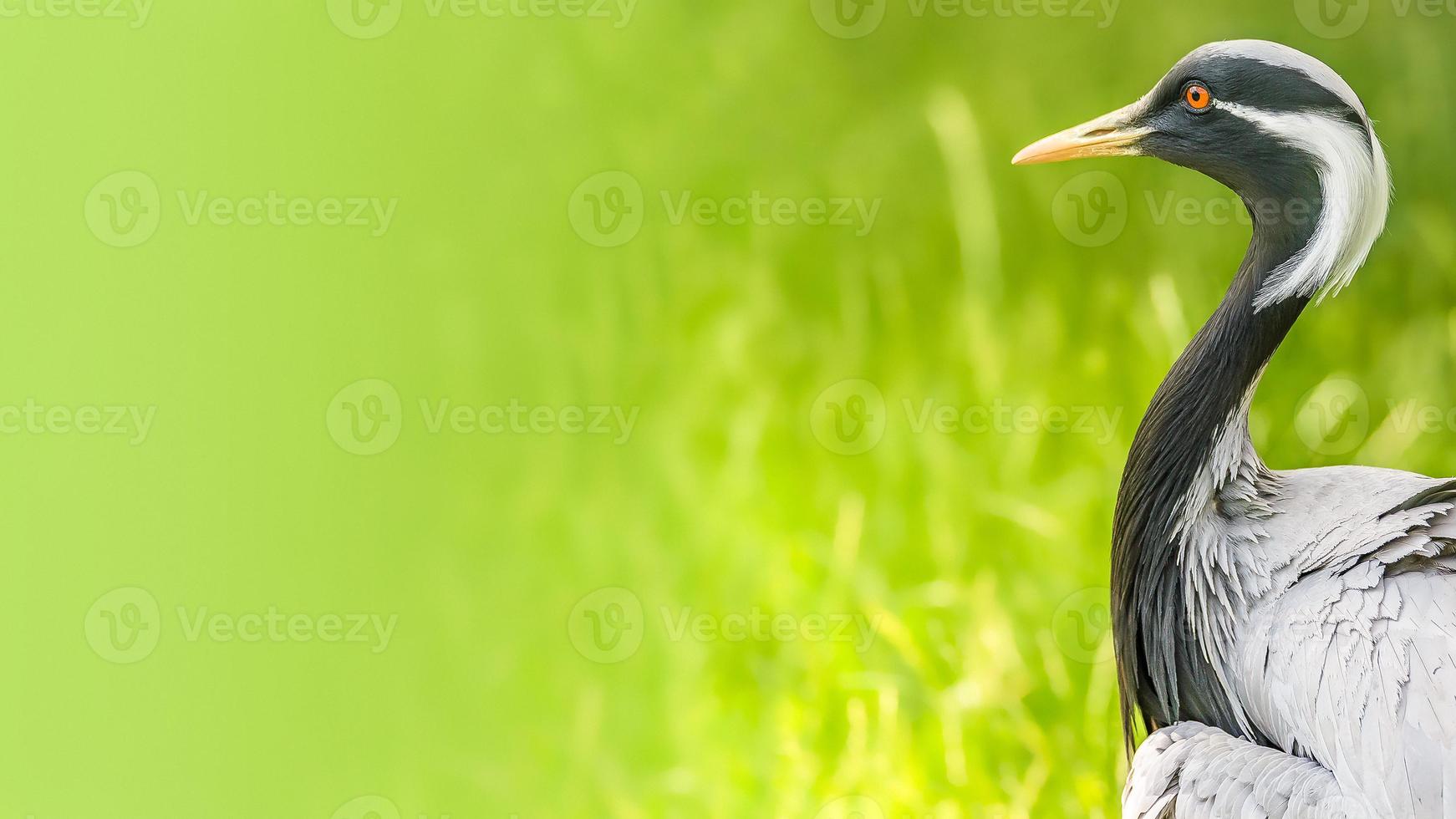 Beautiful portrait of Demoiselle Crane Grus Virgo at green smooth background and copy space, closeup, details photo