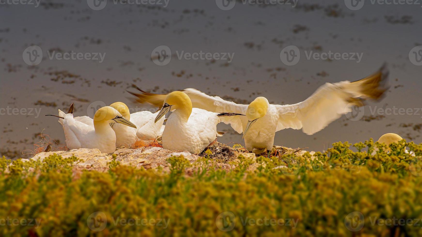 Family of wild Northern Atlantic gannets at the nest during sunset in Helgoland island, North Sea, Germany, closeup, details photo