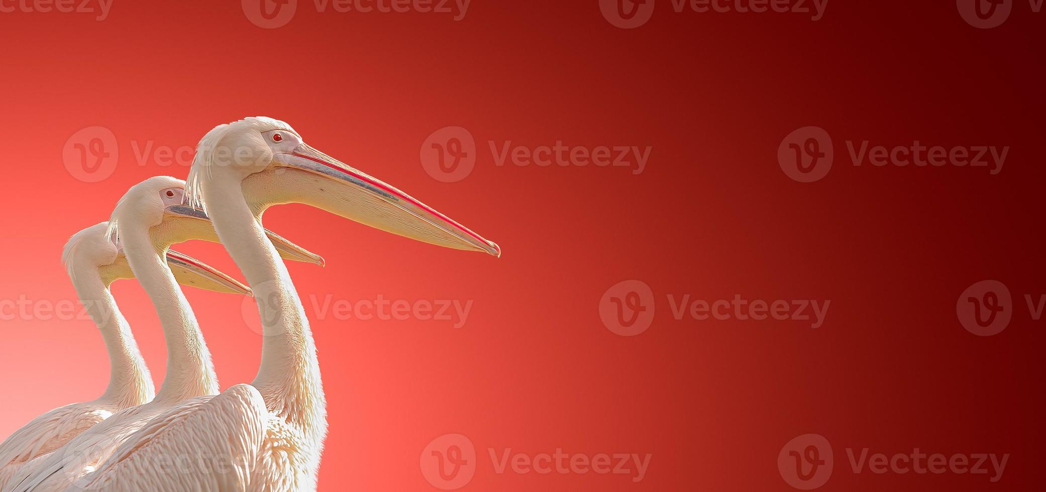 Banner with Three Rosy Pelicans perfectly aligned in symmetry at smooth gradient red background with copy space, details, closeup photo
