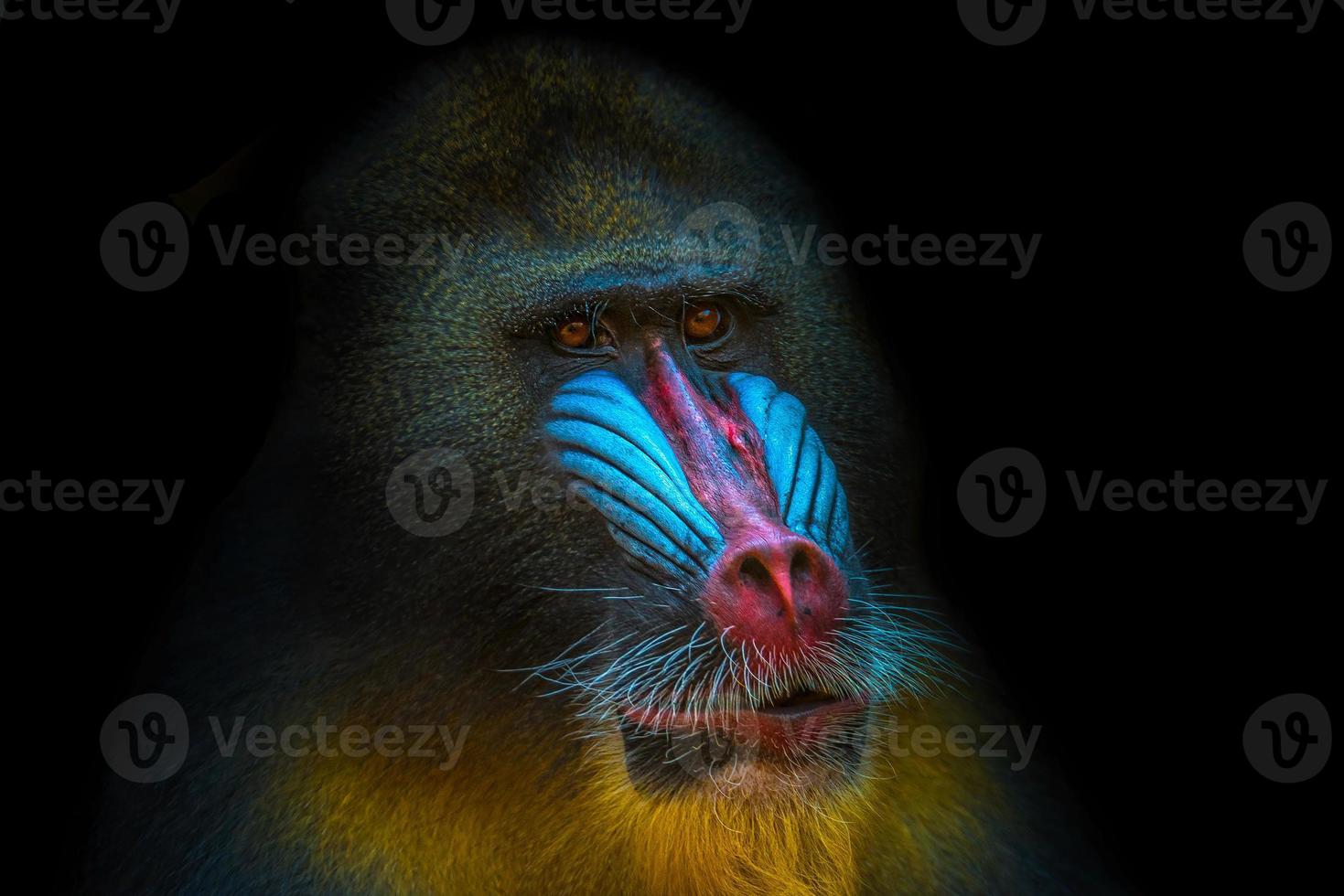 Portrait of African mandrill in the open resort photo