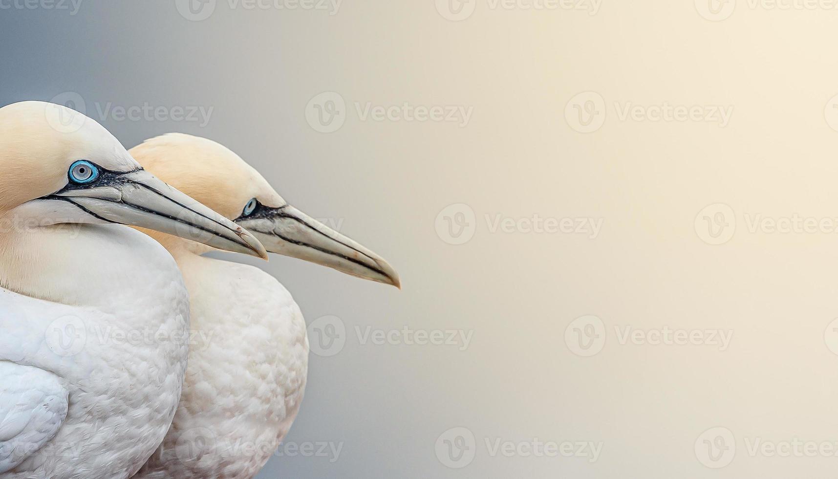 Banner with two parents, wild North Atlantic gannets at smooth gradient background and direct light, and copy space photo