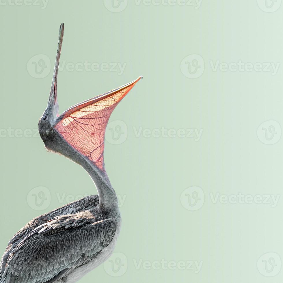 Laughing beautiful dalmatian pelican with open wide beak isolated at gradient green background, South America, Chile, details, closeup photo