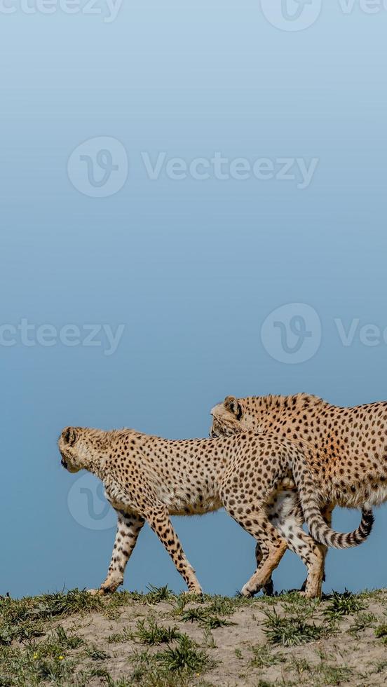 Portrait of strong and fast African cheetah on move for prey, close up, young adults, paste space photo