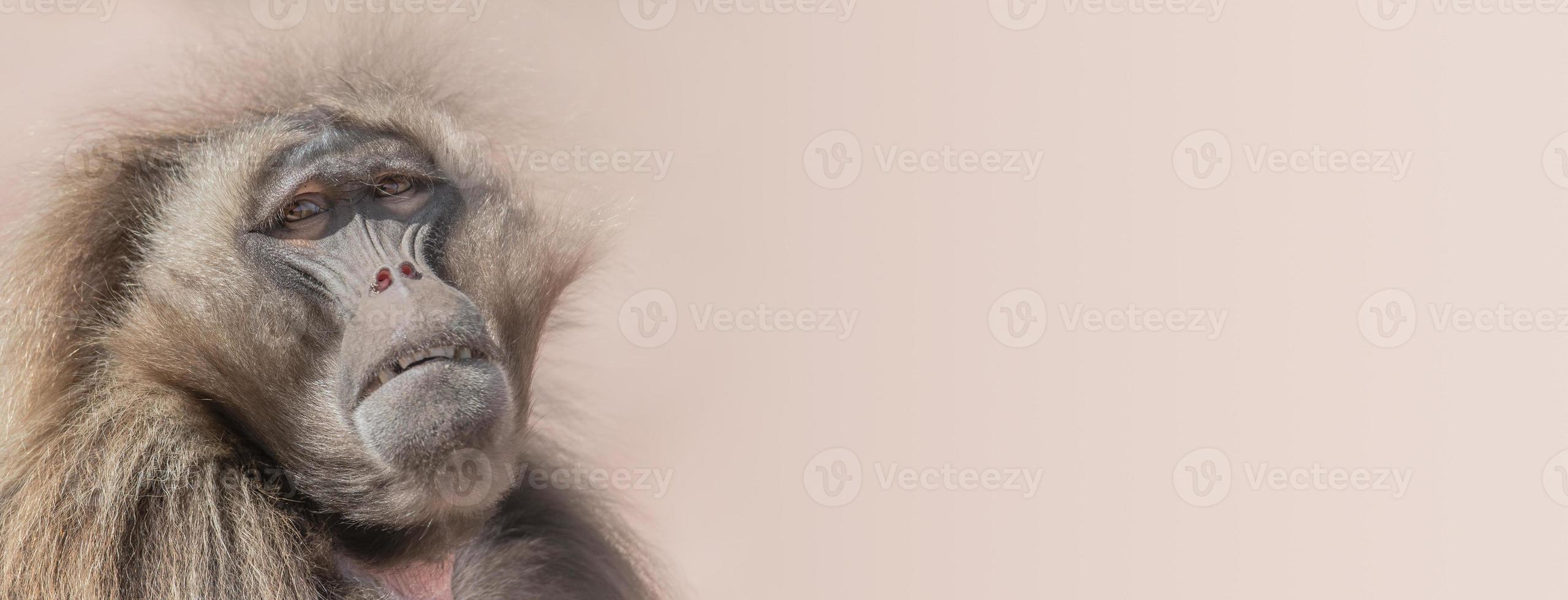 Portrait of depressed African baboon at smooth background photo