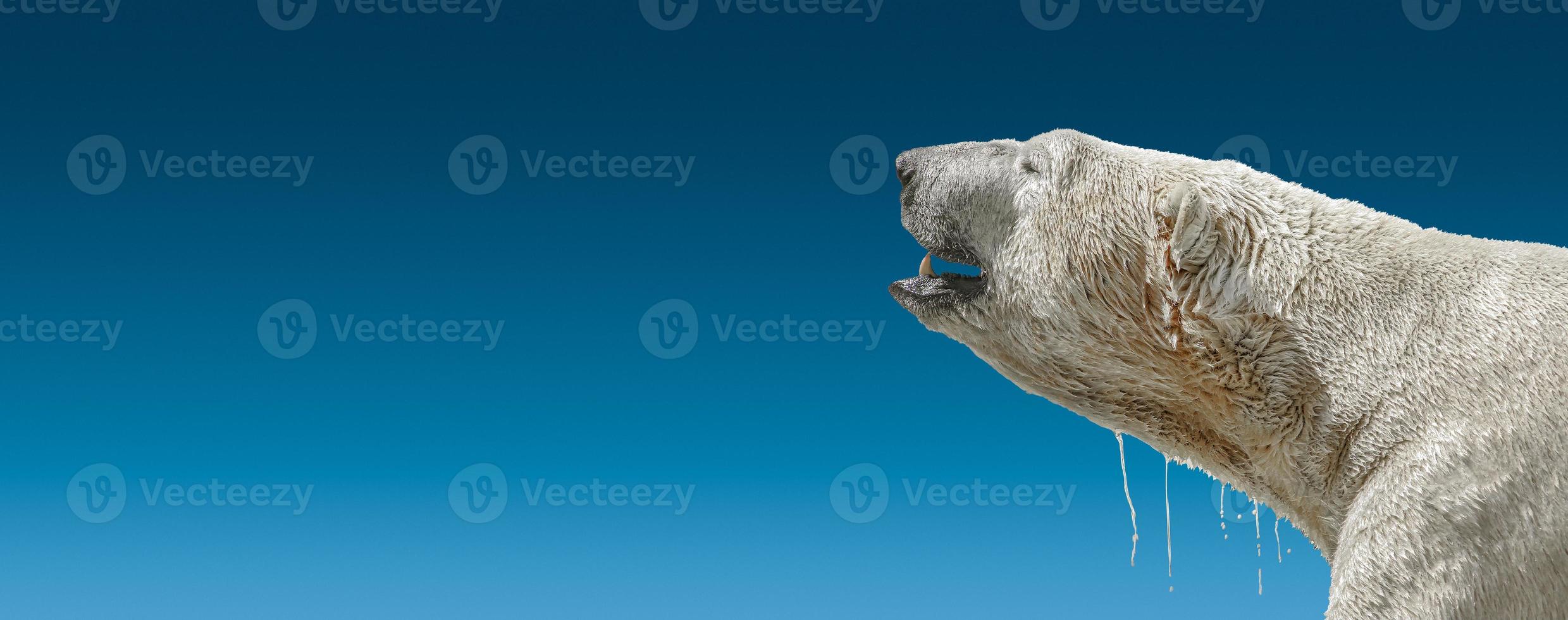 Massive aggressive growling wet polar bear head isolated at gradient blue sky background with copy space, closeup, details photo