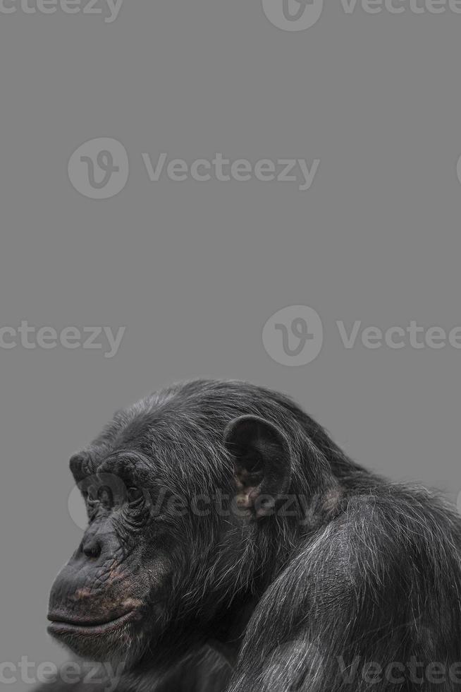 portada con un retrato de chimpancé sonriente feliz, primer plano, detalles con espacio de copia y fondo sólido. concepto de biodiversidad, cuidado de los animales, bienestar y conservación de la vida silvestre. foto