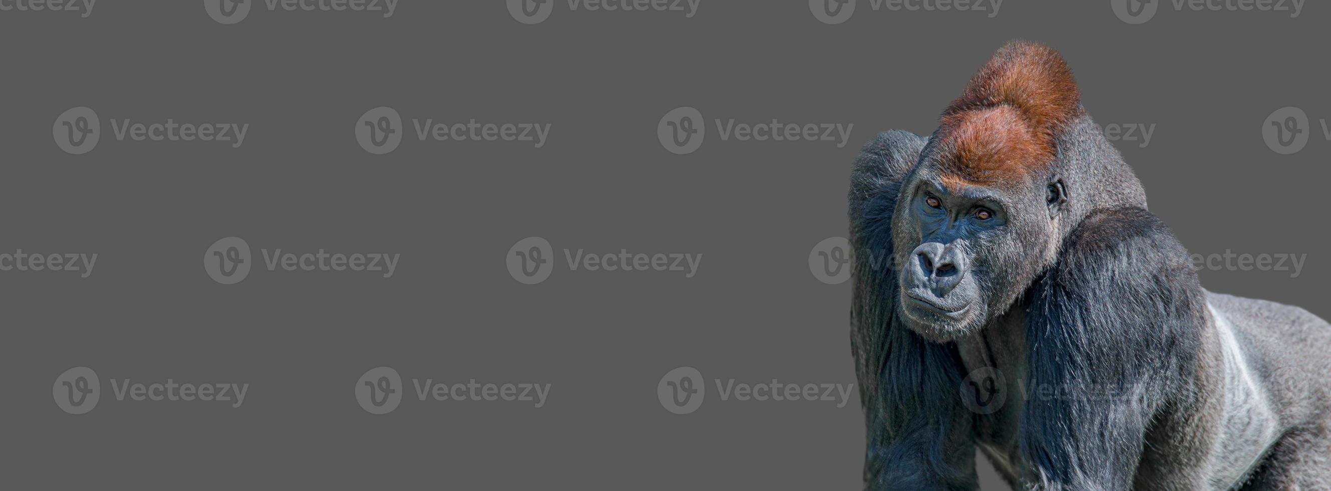Banner with a powerful alpha male African gorilla, curious or thinking at something, at grey solid background with copy space. Concept of wildlife biodiversity, animal welfare and sustainability. photo