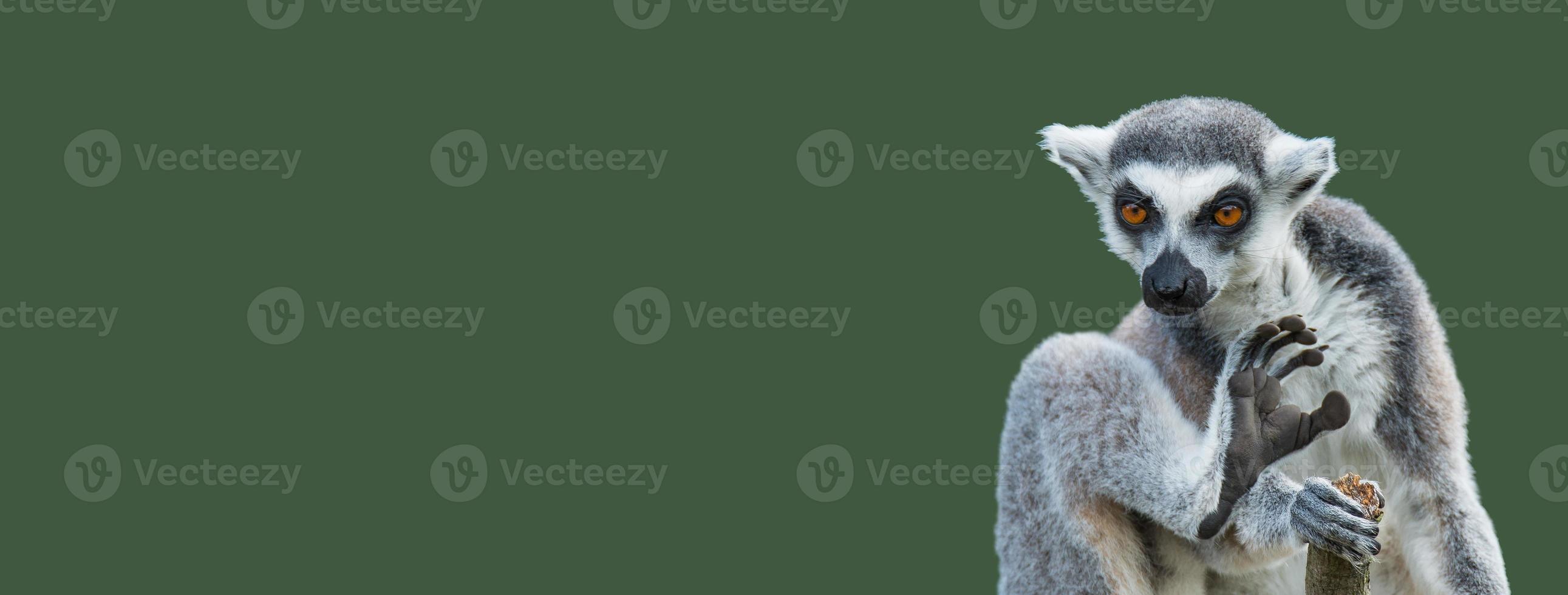 Banner with a portrait of cute ring-tailed Madagascar lemur enjoying summer, closeup, with copy space and green solid background. Concept biodiversity, animal welfare and wildlife conservation. photo