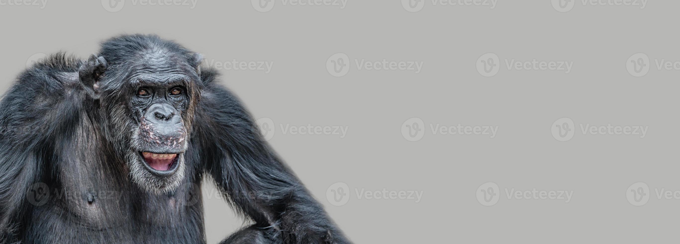 Banner with a portrait of a happy adult Chimpanzee, smiling and thinking, closeup, details with copy space and solid background. Concept biodiversity and wildlife conservation. photo