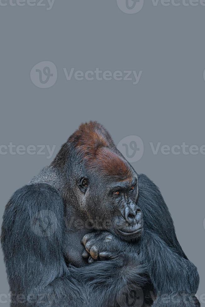 Cover page with a very powerful but calm alpha male African gorilla, thinking at something, sad or depressed at grey solid background with copy space. photo