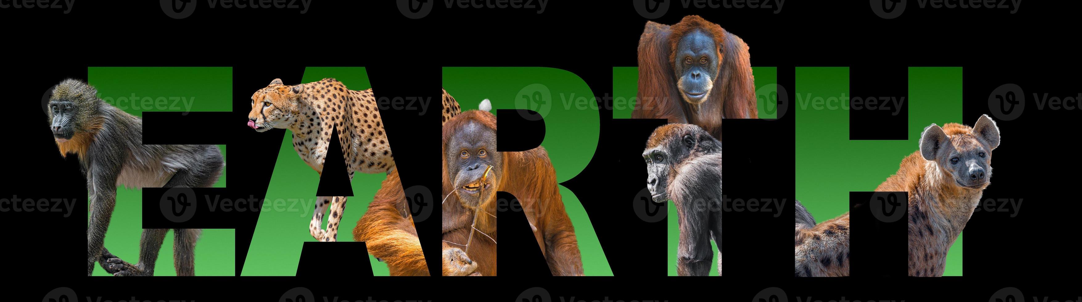 Banner with portrait of most endangered for extinction animals, orangutan, cheetah, gorilla, mandrill and hyena embedded into written earth text as background, closeup, details photo