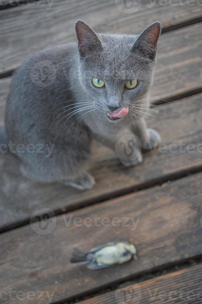 La gata azul rusa doméstica ha atrapado un pájaro, carbonero, en el balcón de la casa, y lamiendo con la lengua, detalles foto