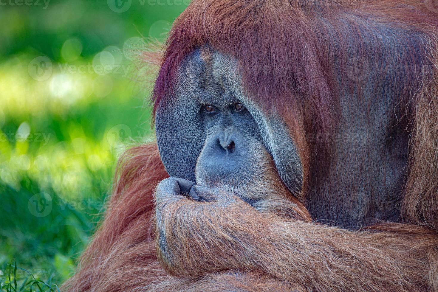 Retrato de un orangután asiático anciano, viejo macho alfa poderoso y grande pensando en algo, triste o deprimido, detalles, primer plano. foto