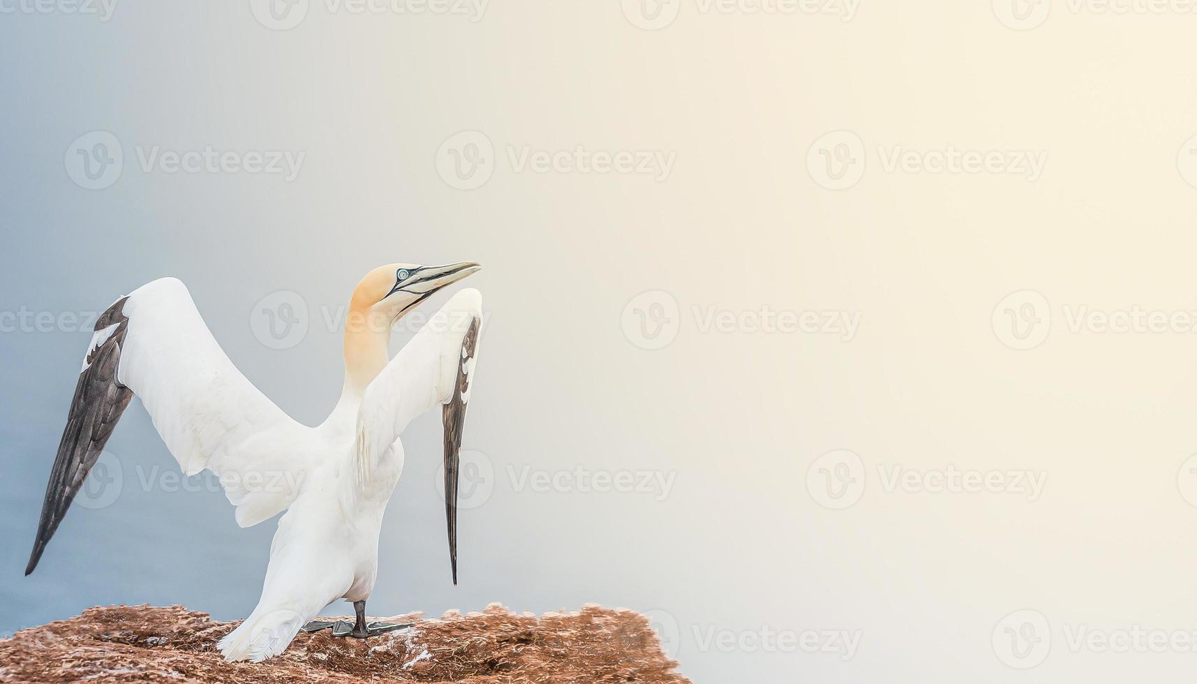 Banner with lovely nature awakening, wild North Atlantic gannet at smooth gradient background and direct light, copy space photo