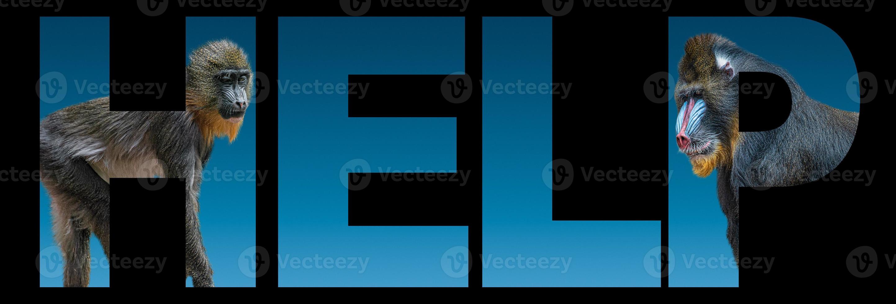 Banner with portrait of wildlife, two African colorful mandrills at blue gradient background with bold text help, closeup, details photo