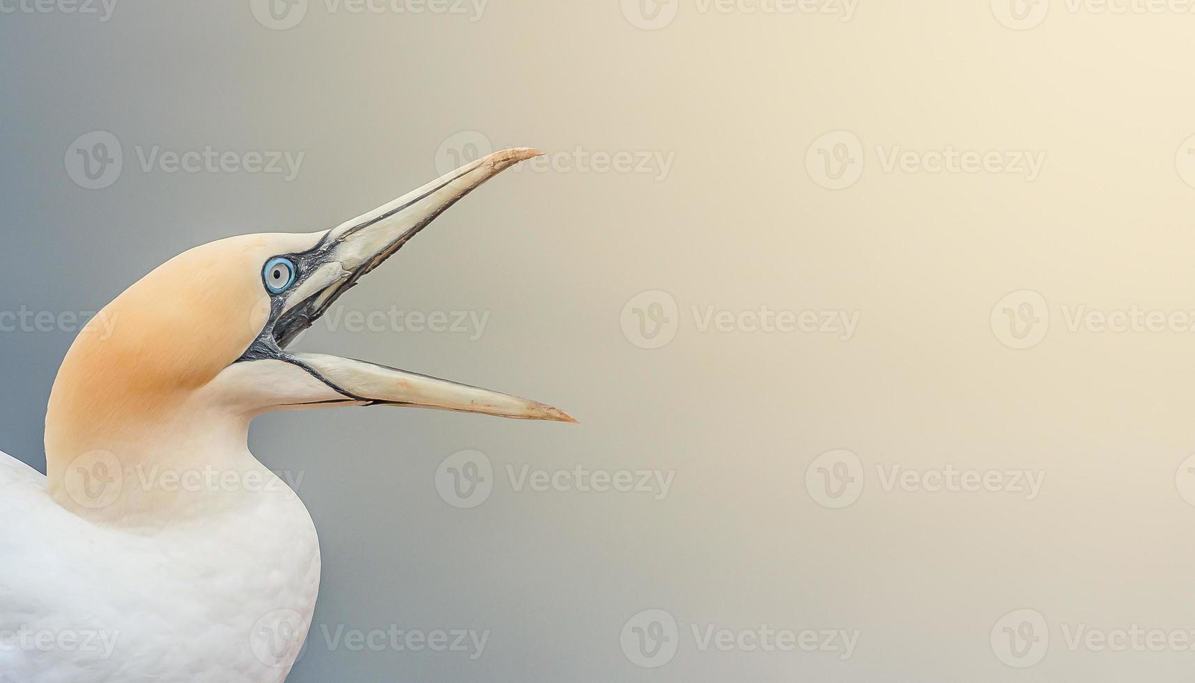 Banner with wild North Atlantic gannet which is crying for help with open beak at smooth gradient background with direct light and copy space photo