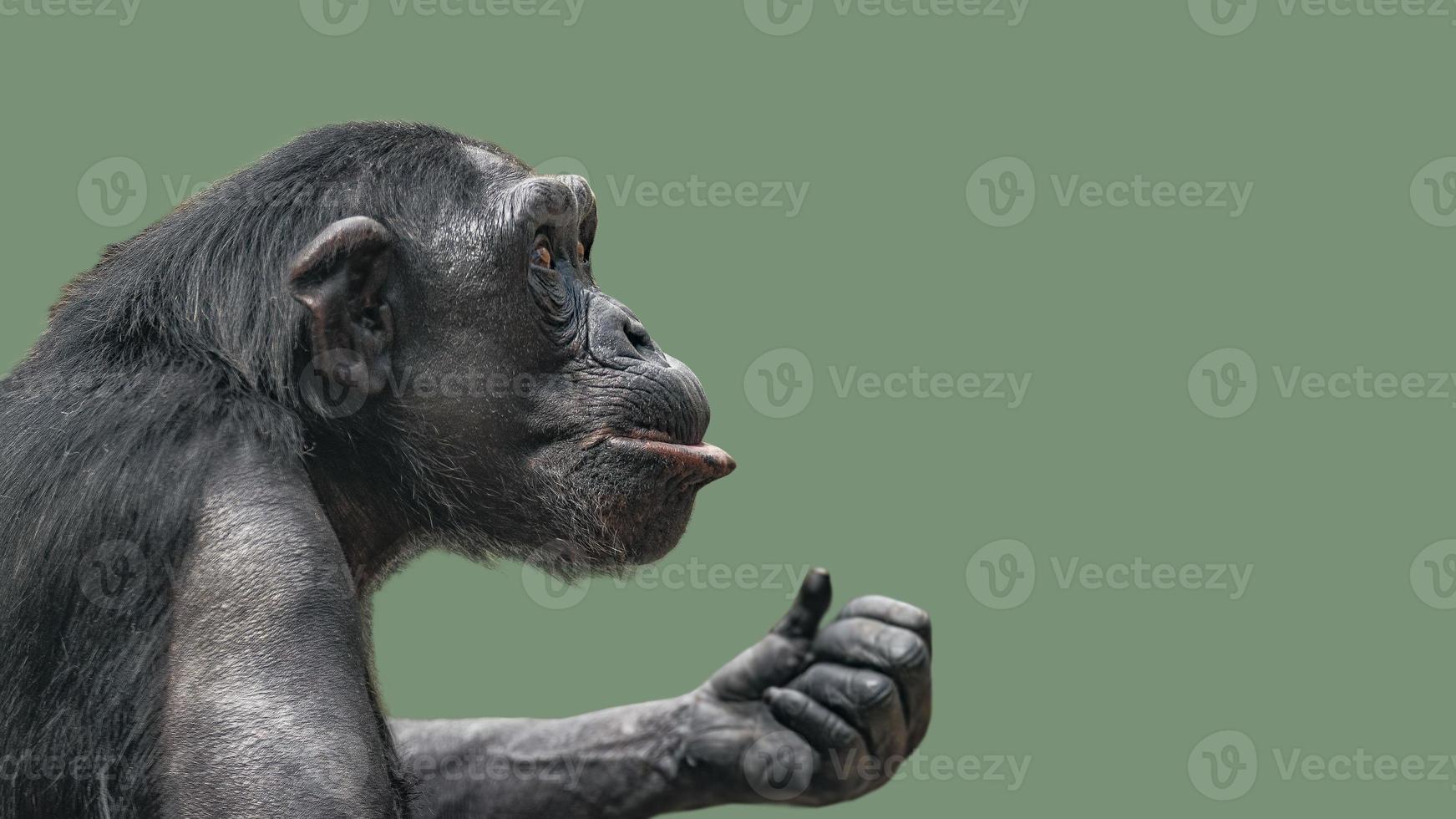 Portrait of curious wondered Chimpanzee at smooth uniform background photo