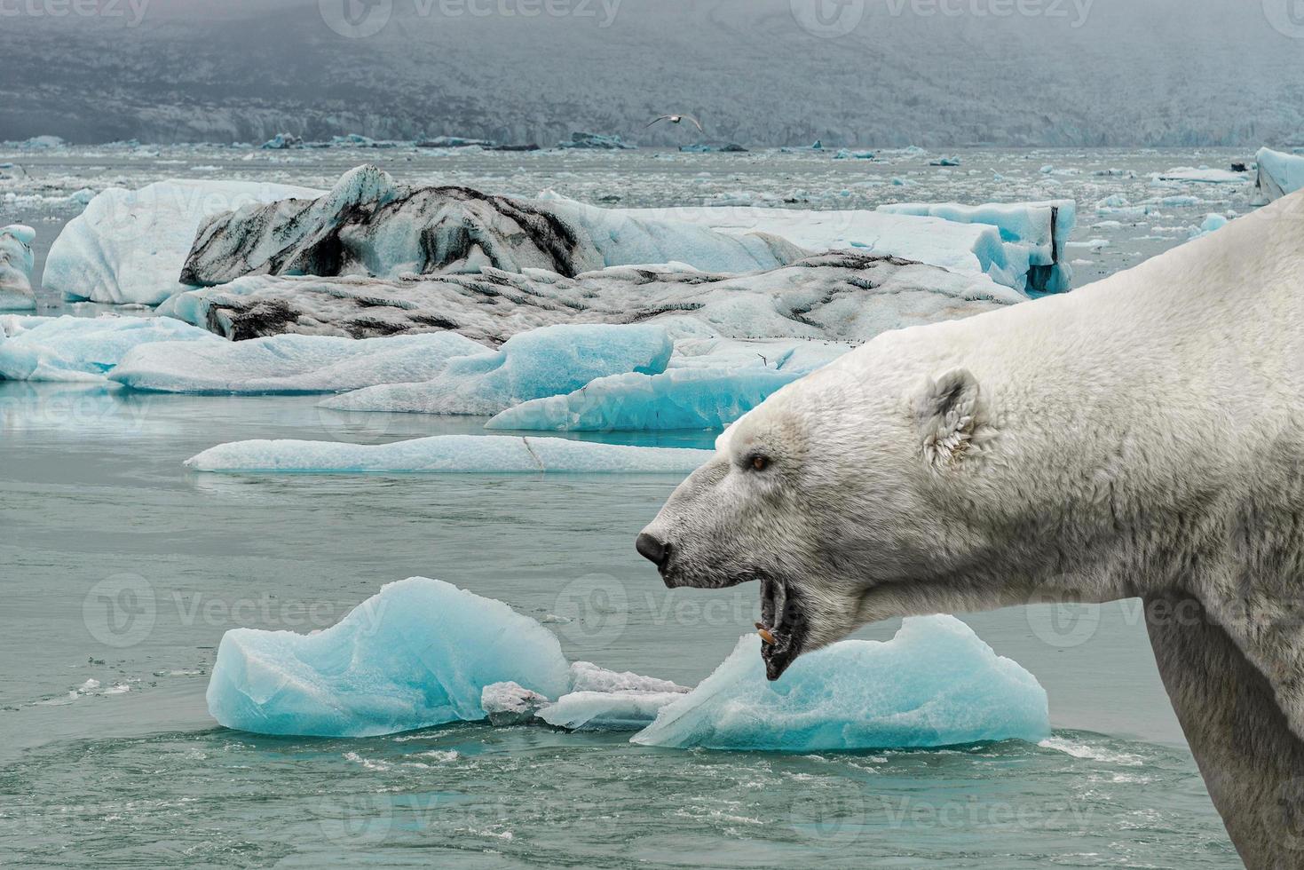 Big polar bear is crying with open mouth in front of melting sea ice with blue icebergs in a subpolar region, summer with global warming, composite, details photo