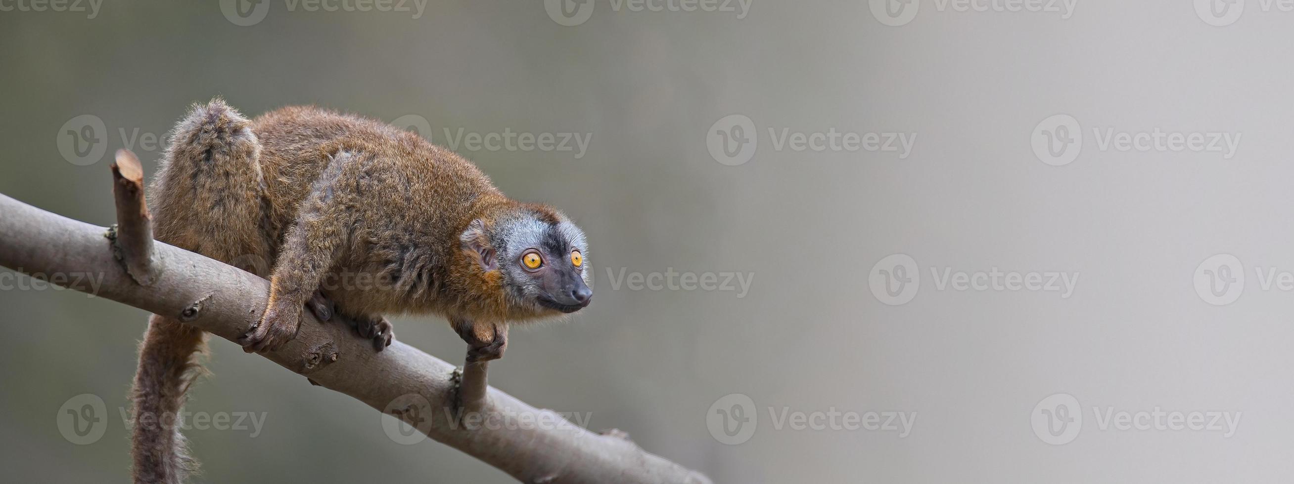 Banner with portrait of curious and cute Red Fronted Madagascar Lemur at smooth gradient background and copy space for text, summer, outdoor photo