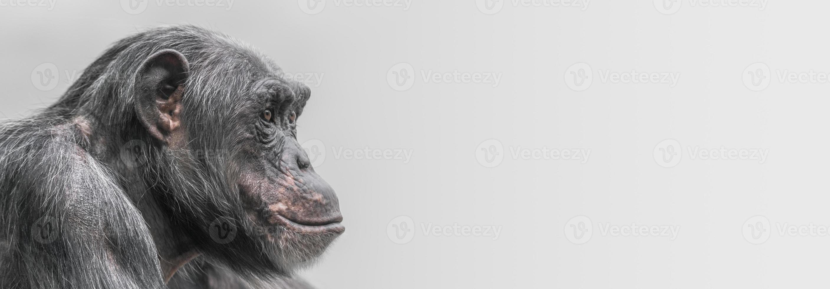 Portrait of depressed Chimpanzee at smooth background photo