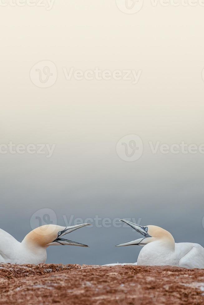 Cover with two arguing wild North Atlantic gannets at smooth gradient background and copy space, details photo