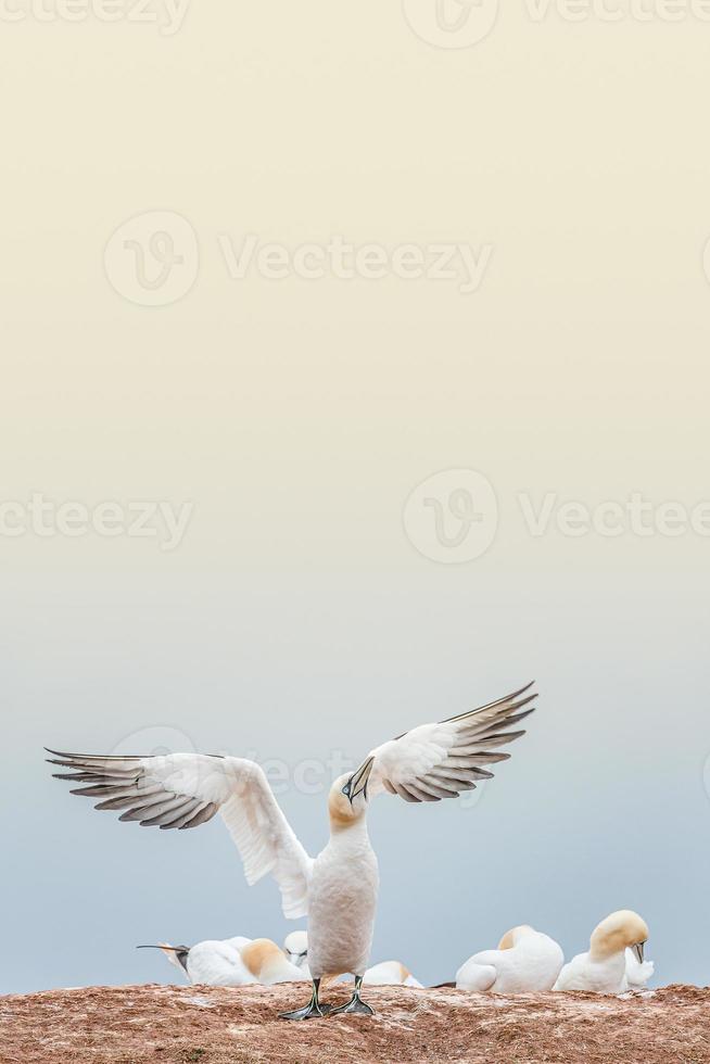 Cover with lovely nature awakening, wild North Atlantic gannet at smooth gradient background and direct light, copy space photo