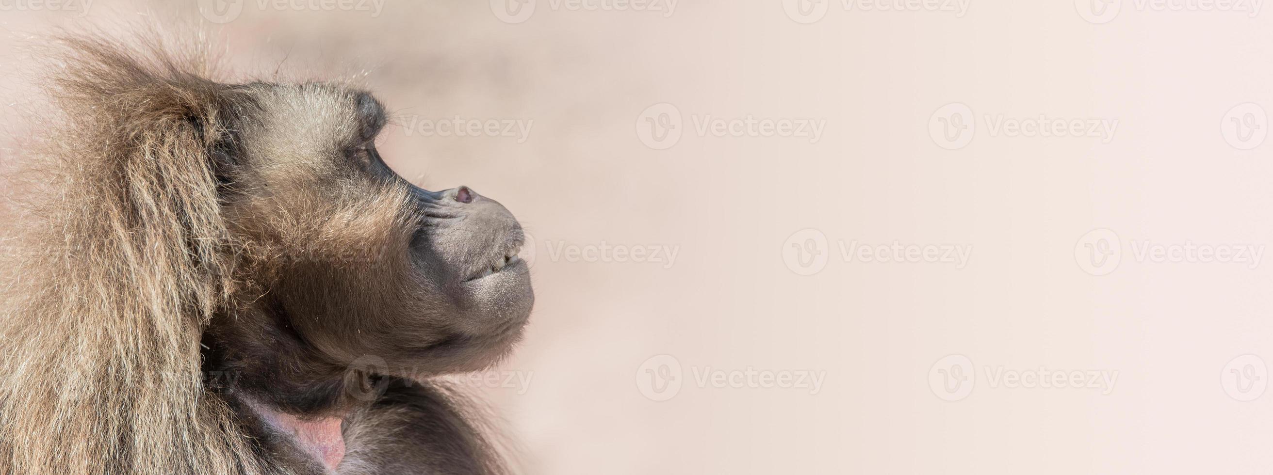 Portrait of depressed African baboon at smooth background photo