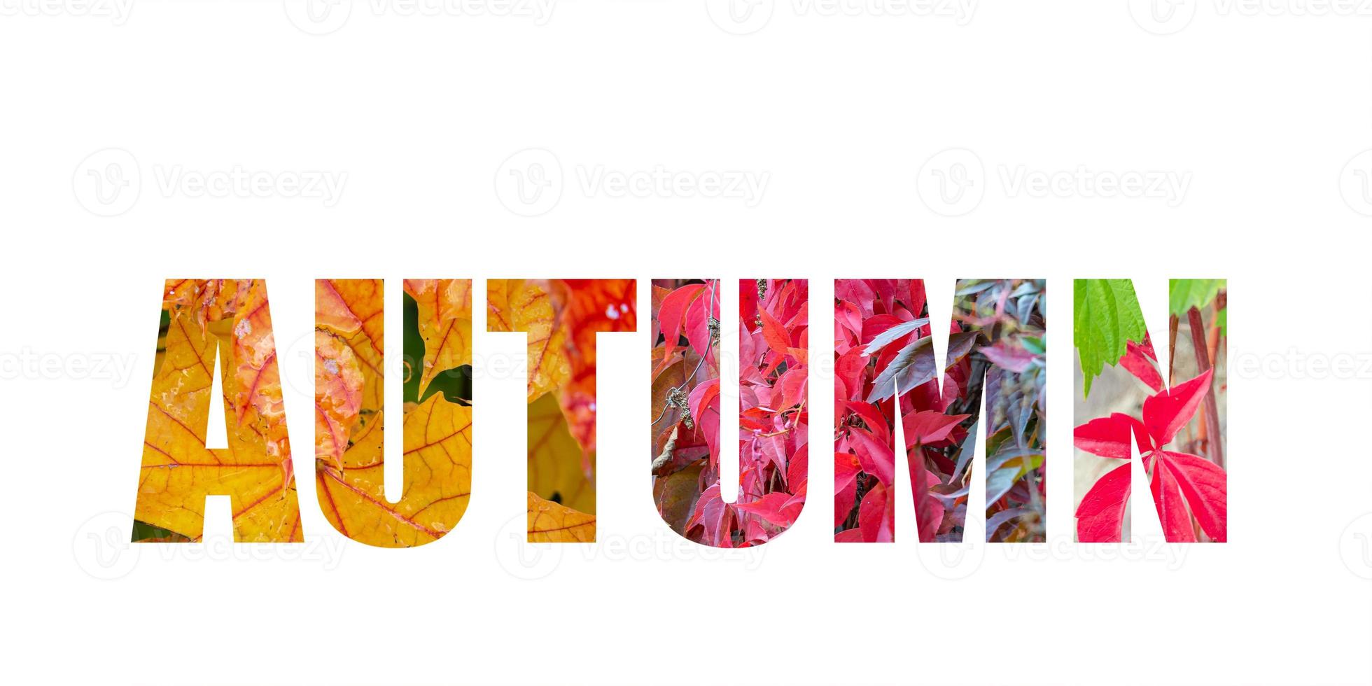 Banner with lettering of bold text saying autumn in different colors with real plants at this season behind at white background. photo