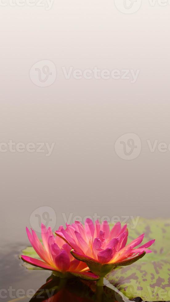 Beautiful water lily, lotus, floating in a small pond in Spring at smooth gradient background photo