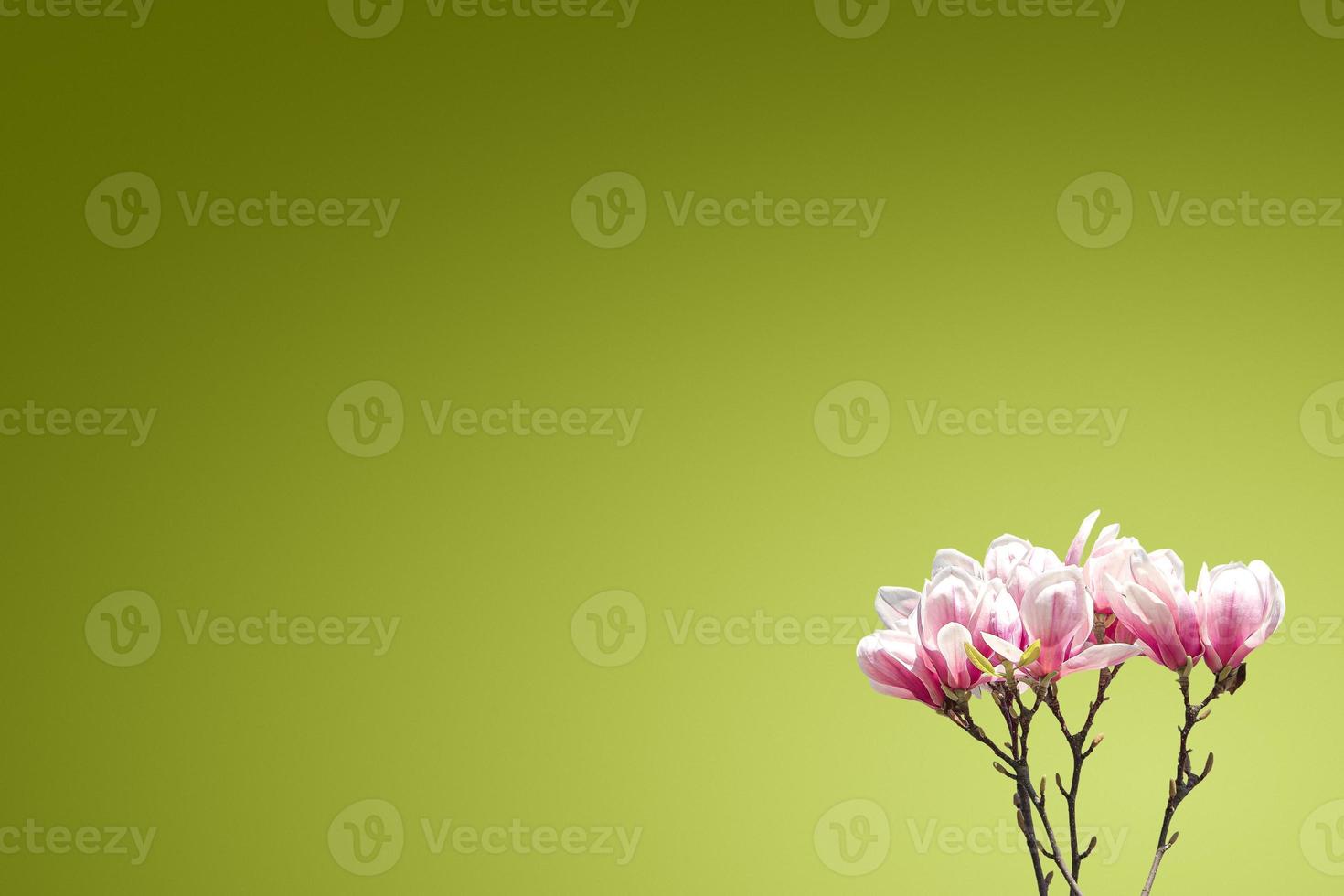 Postcard with blossoming flowers of Chinese magnolia tree at early Spring at green gradient background and copy space, details, closeup photo