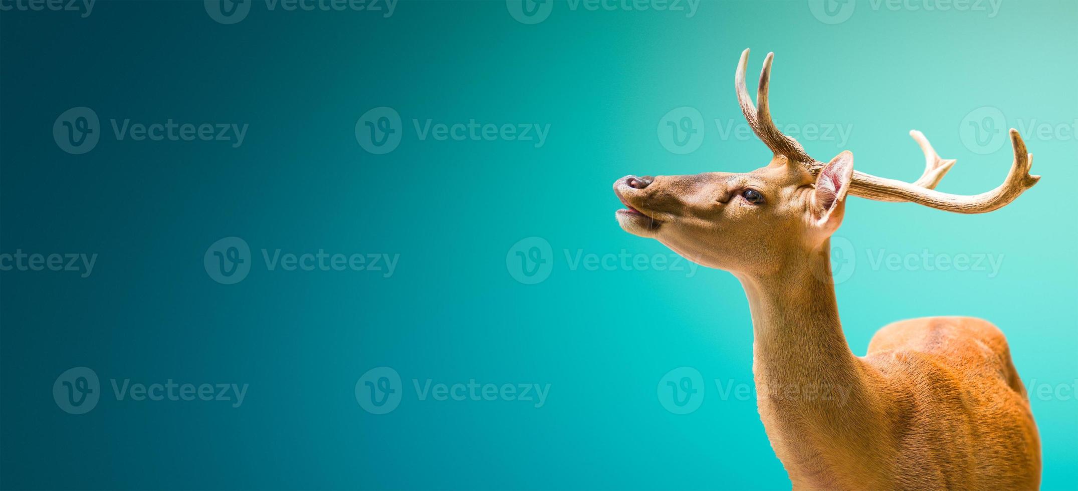 Spring call, banner with a graceful deer at sunset in blue turquoise gradient background with copy space, details, closeup photo