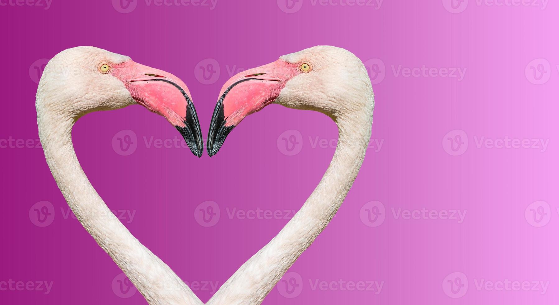 Pareja de flamencos chilenos rosados haciendo un corazón amoroso en un fondo degradado suave foto