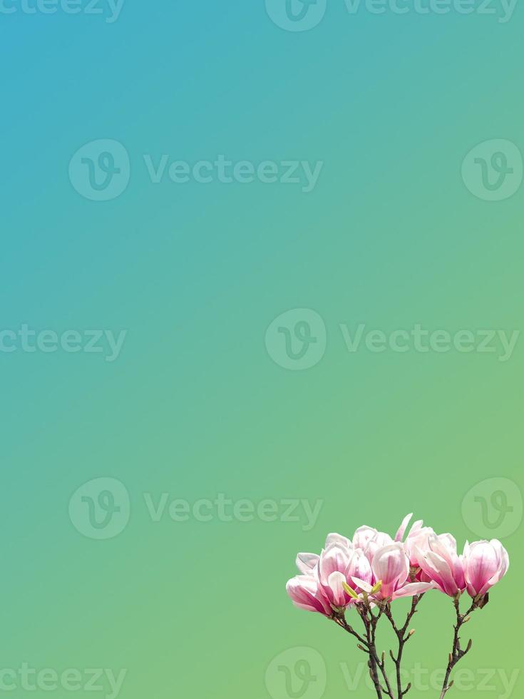Postcard with blossoming flowers of Chinese magnolia tree at early Spring at green and blue gradient background and copy space for text, details, closeup photo