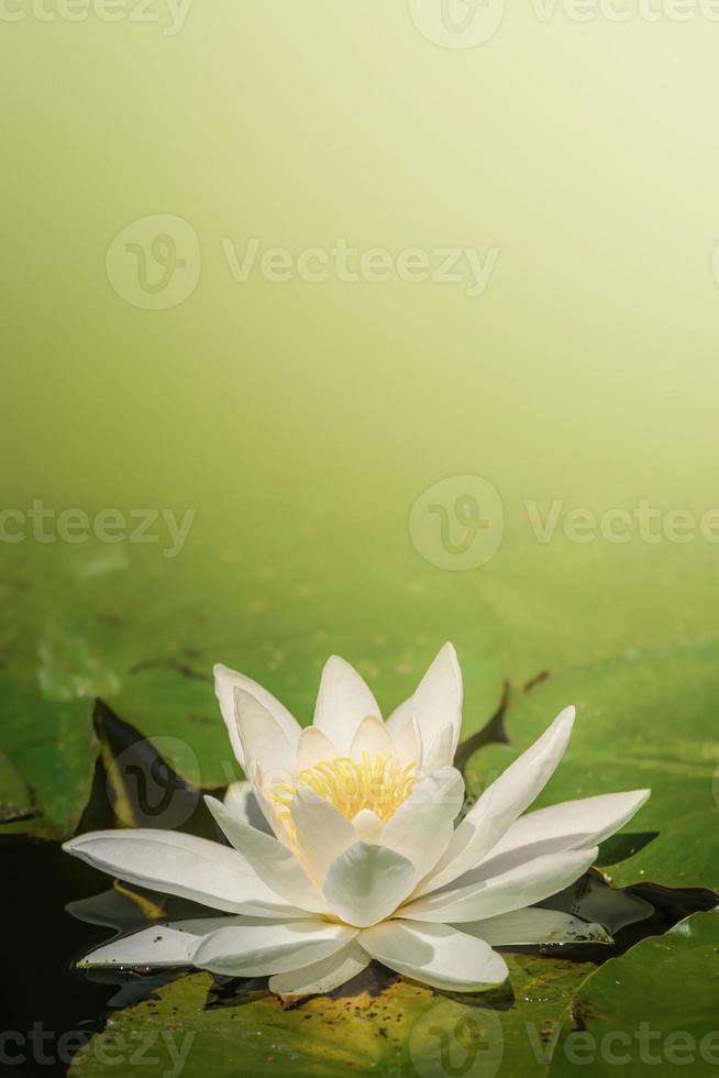 Beautiful water lily, lotus, floating in a small pond at Spring, sunny day, tropical garden, with copy space for text photo