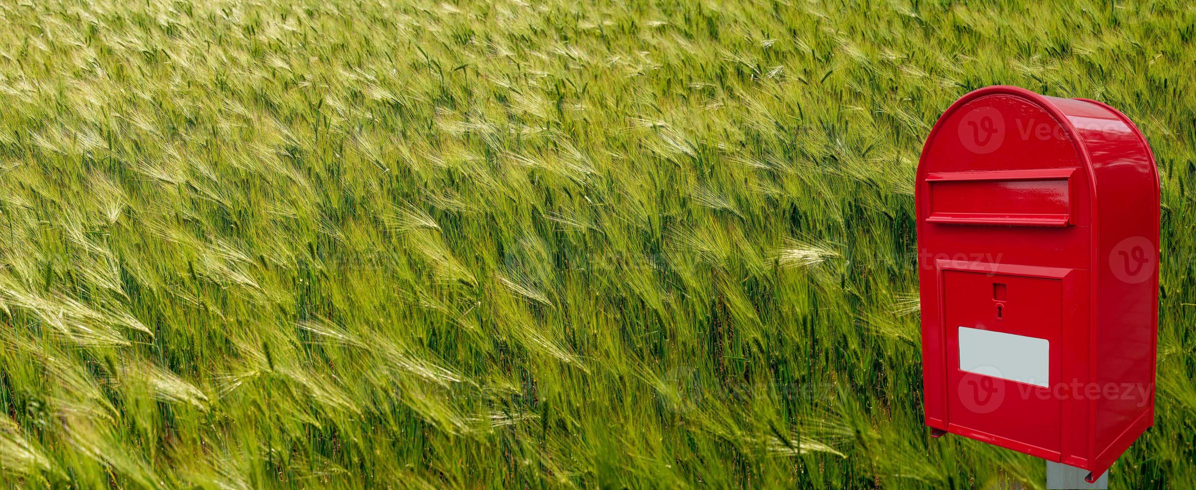 Panoramic view of beautiful farm landscape of green and yellow wheat field with a wave of light at Summer photo