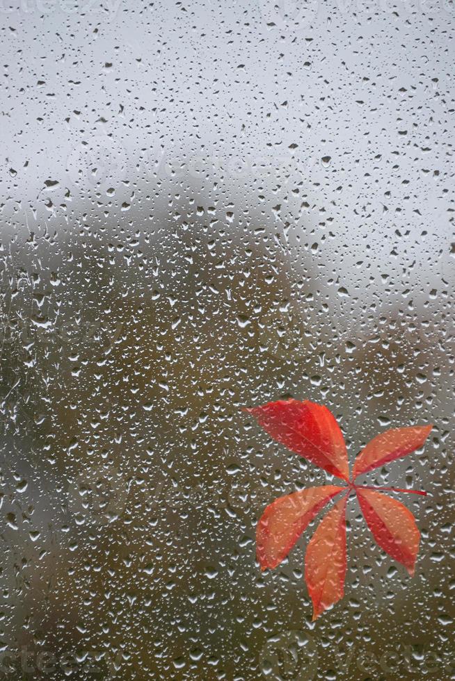 mojado con gotas de agua ventana de vidrio y hoja roja adjunta del árbol en el lluvioso día de otoño. concepto de humor estacional de otoño, fondo con espacio de copia. foto
