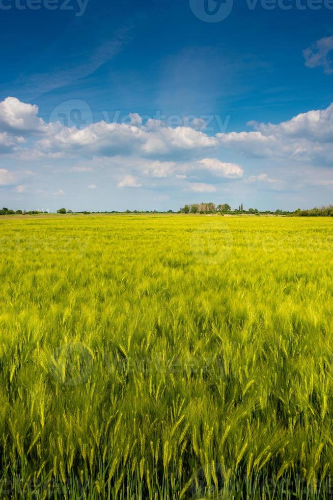 Cover page view over beautiful farm landscape of wheat crops in late Spring with deep blue sky at sunny day with light and shadow interplay. photo