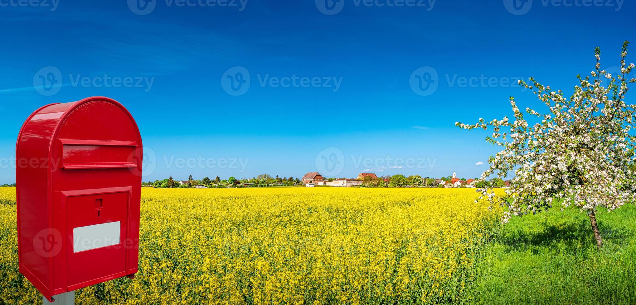 Panoramic view over beautiful farm landscape of rapeseed yellow field and white cherry tree aka in Spring photo