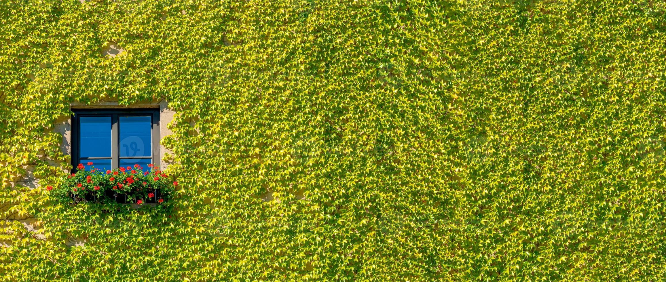 Banner with ecofriendly house with a lonely window in green ivy plants and red flowers at sunny day with copy space for text. Concept ecological sustainable living. photo